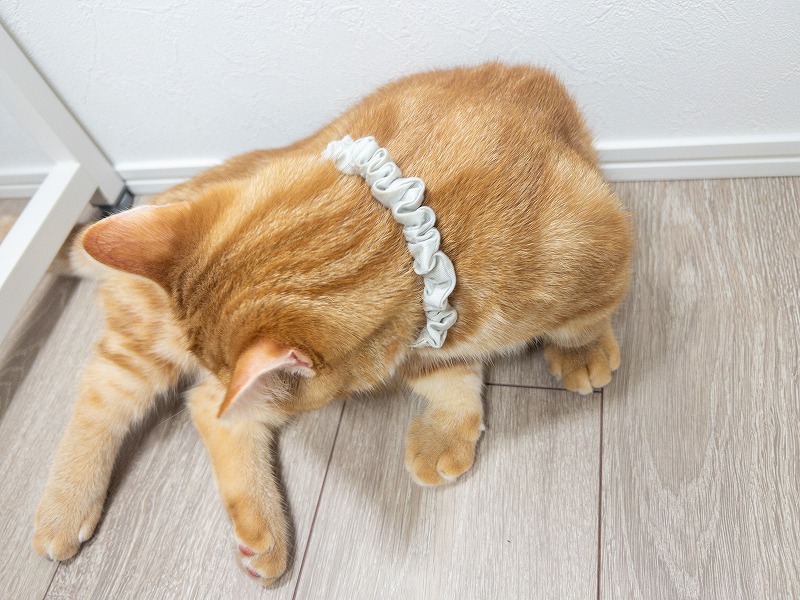 首輪を気にしている猫