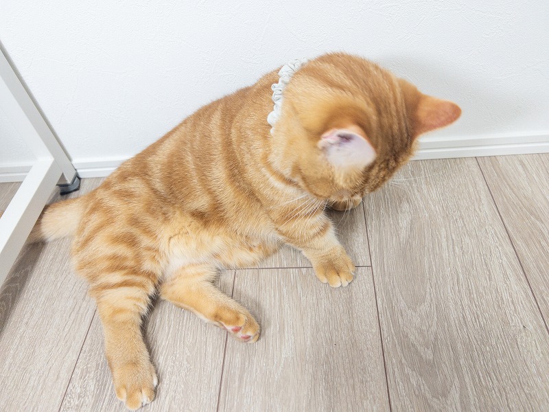 Catlog 2