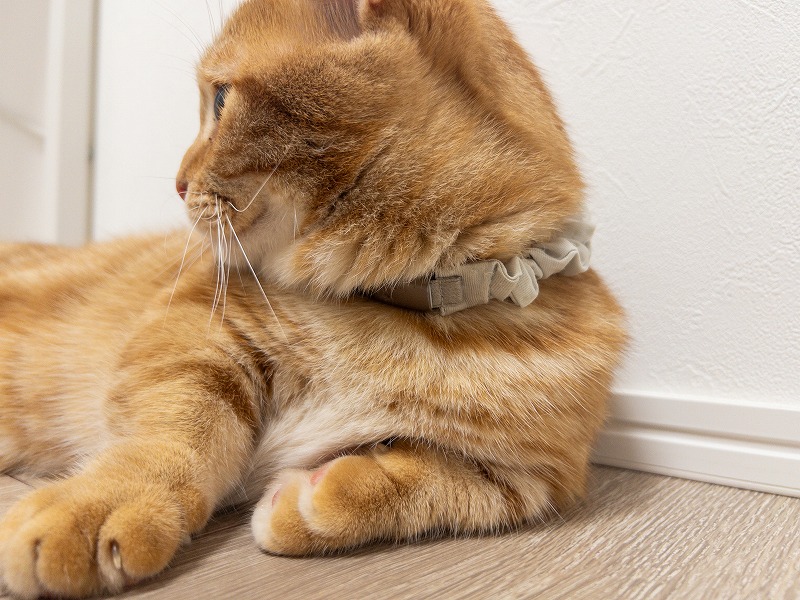 猫とペット家電をつっかた暮らし
