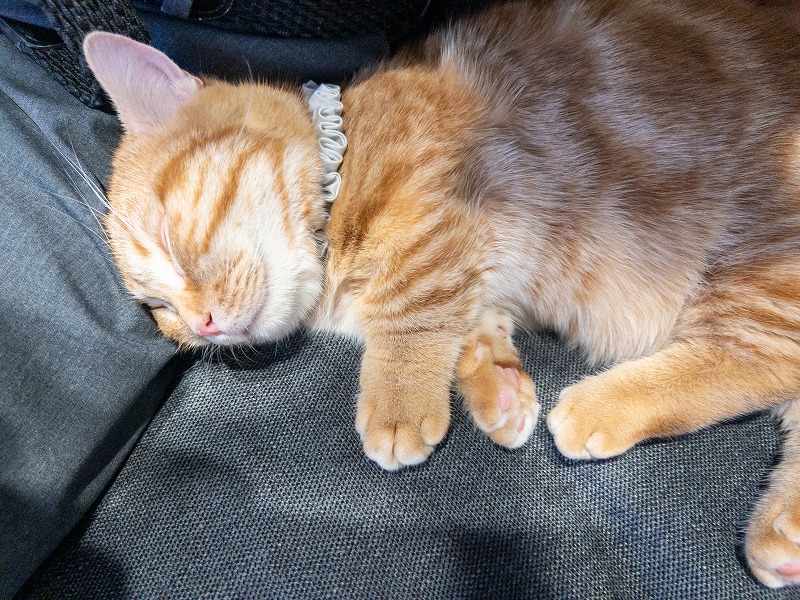 Catlogの首輪の使用感