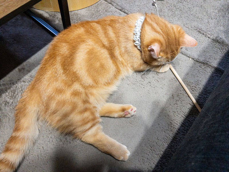 首輪を付けている猫